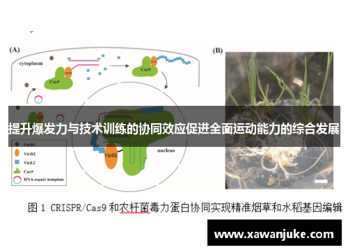 提升爆发力与技术训练的协同效应促进全面运动能力的综合发展